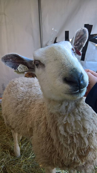 Fred is the most adorable, friendly, snuggly little ram, and a registered Blue Faced Leicester.